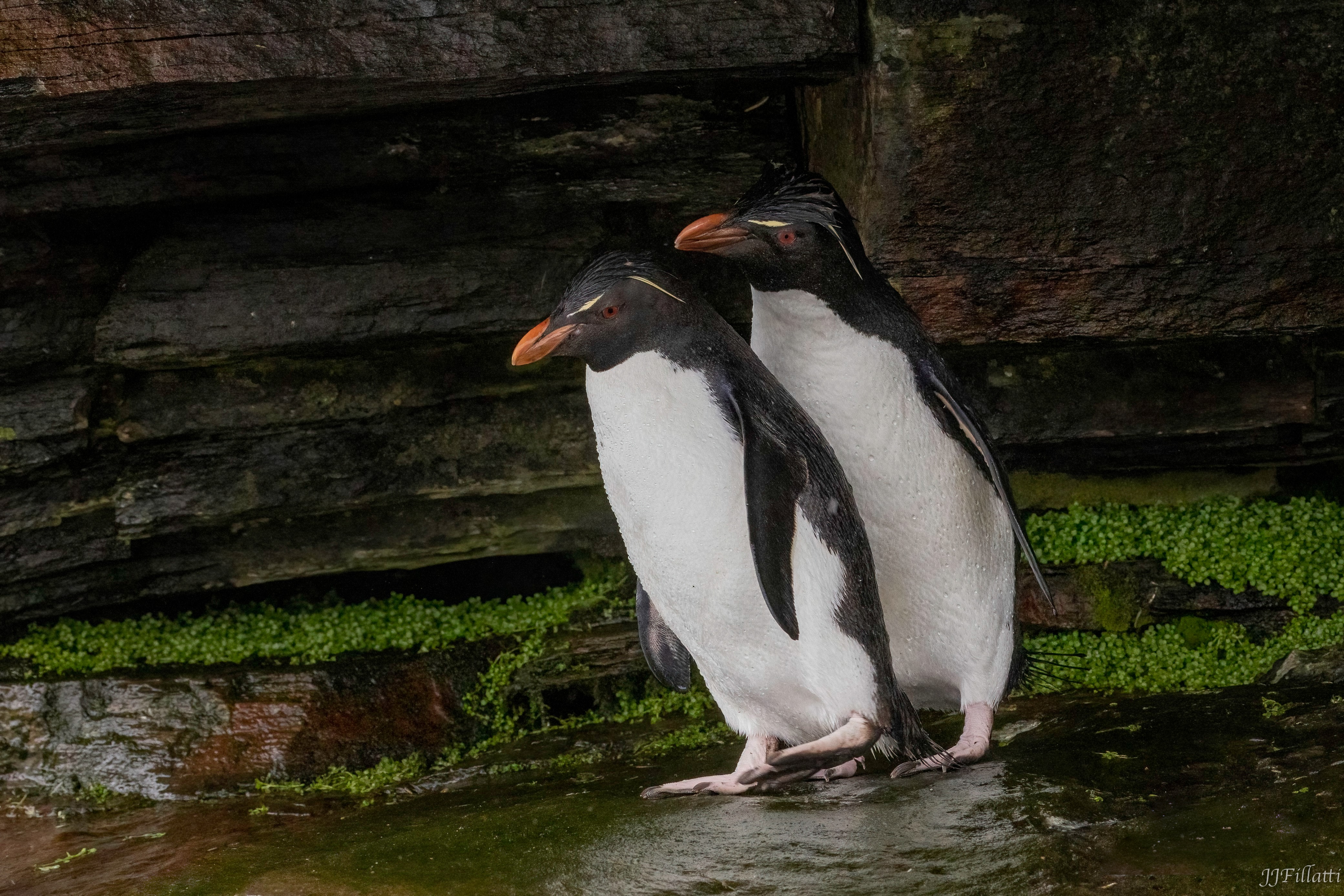 bird of the falklands image 42